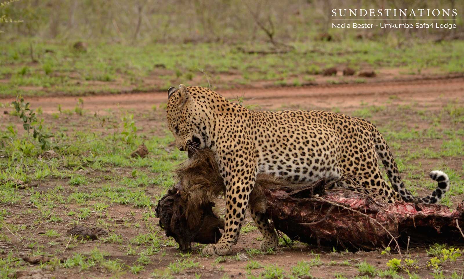 Mxabene Drags Kill Mxabene Drags Kill