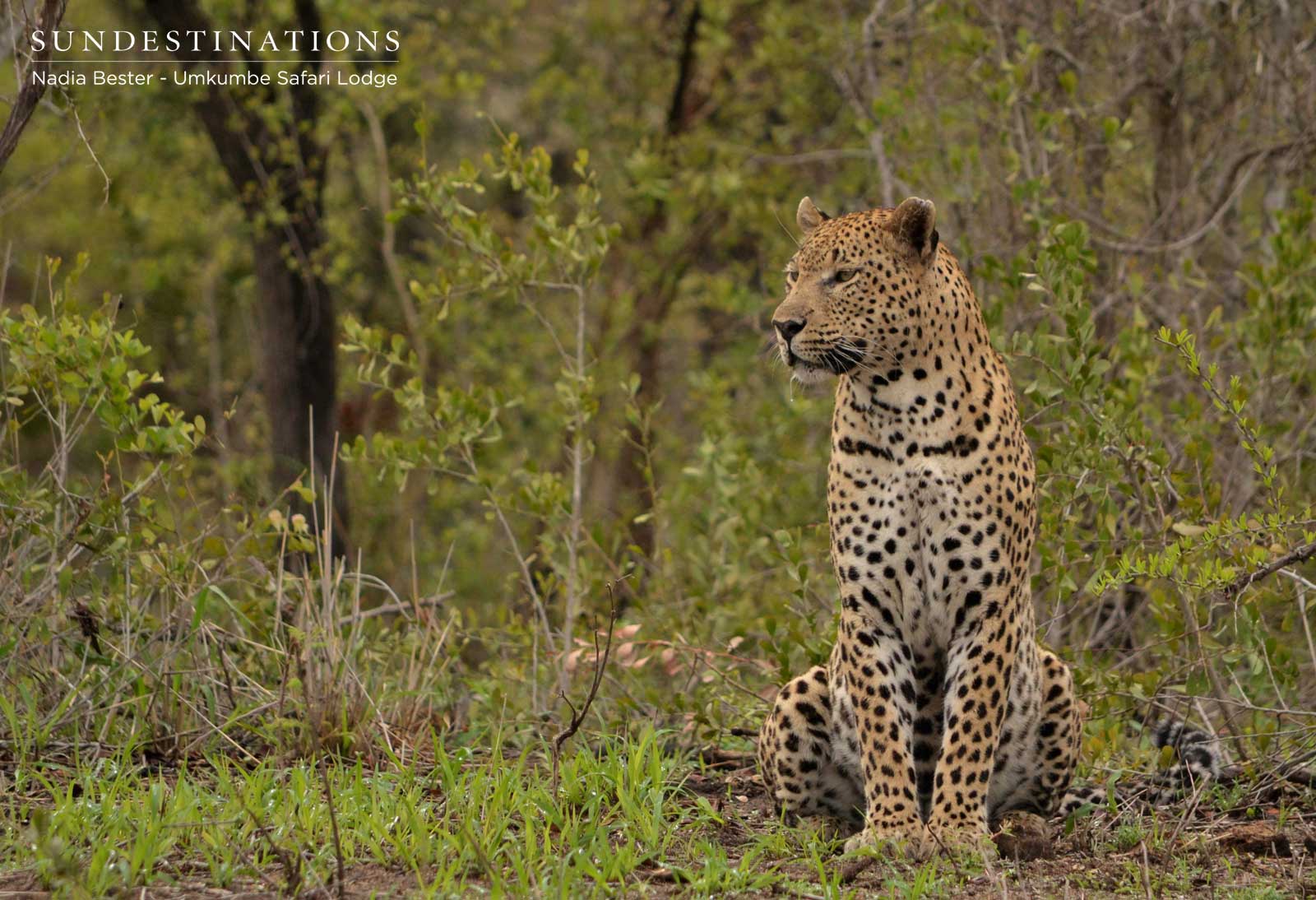 Mxabene in Wait Mxabene in Wait