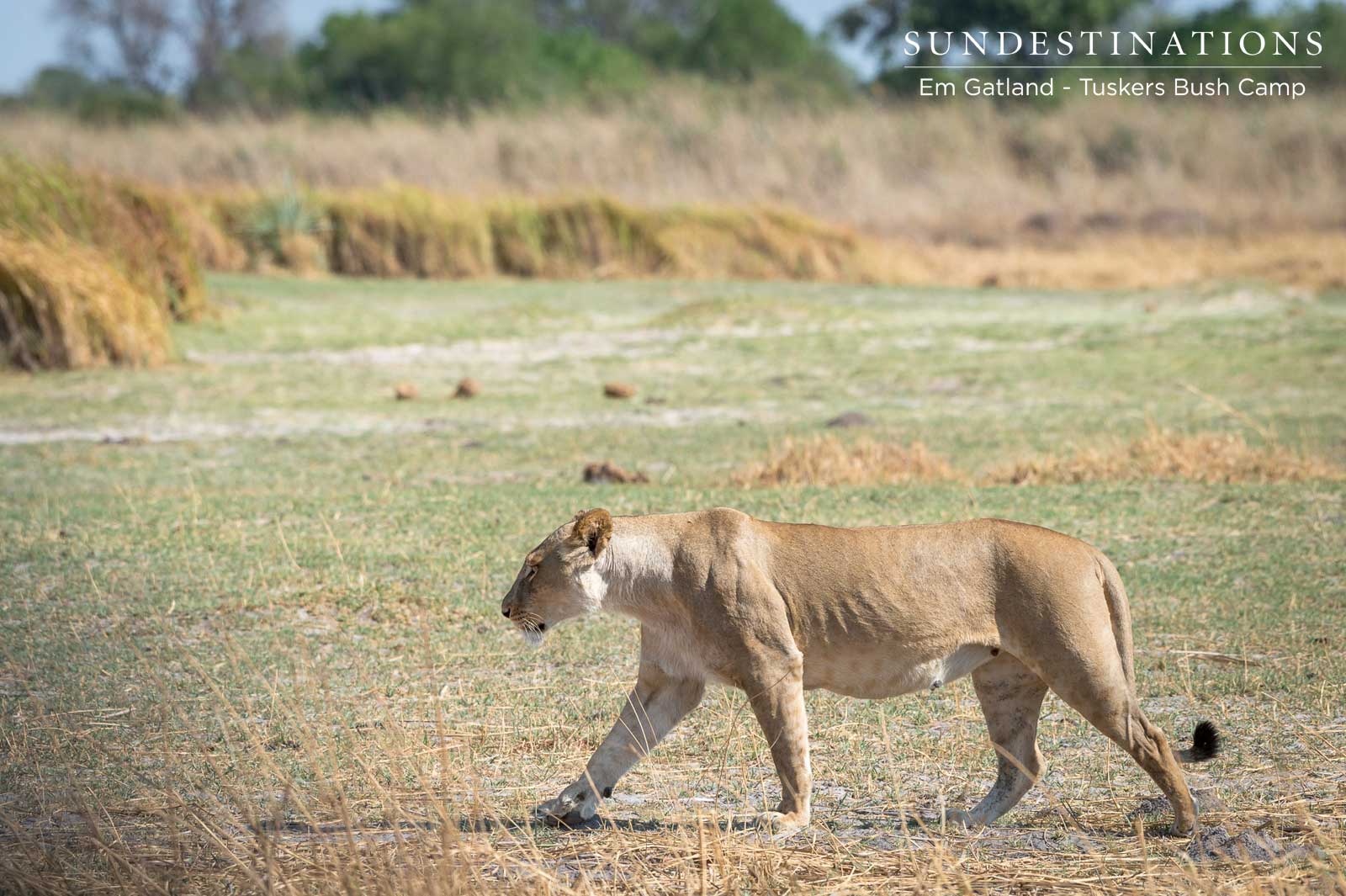 Lioness Traversing Moremi Lioness Traversing Moremi