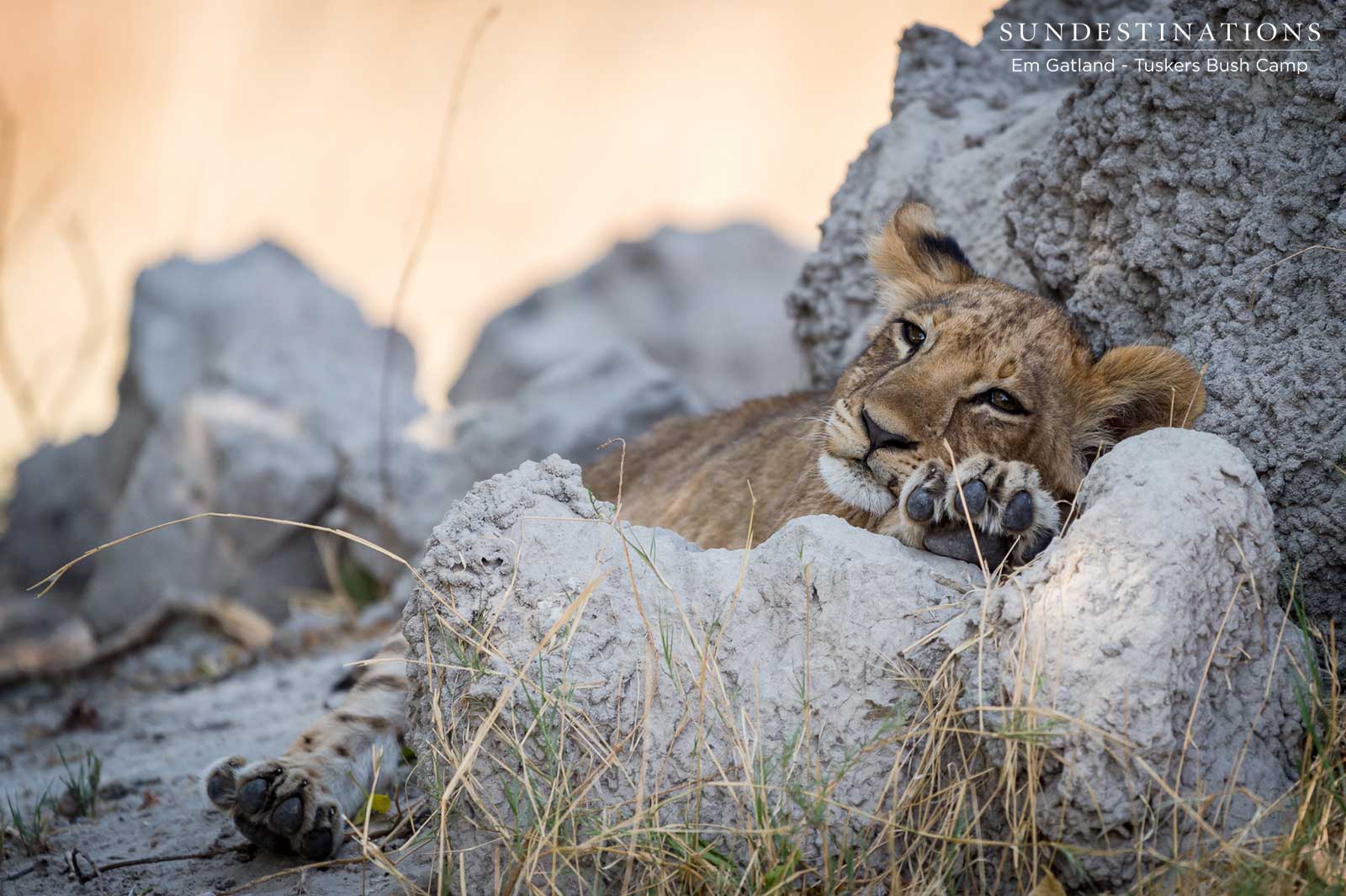 Lion Cubs Moremi Lion Cubs Moremi