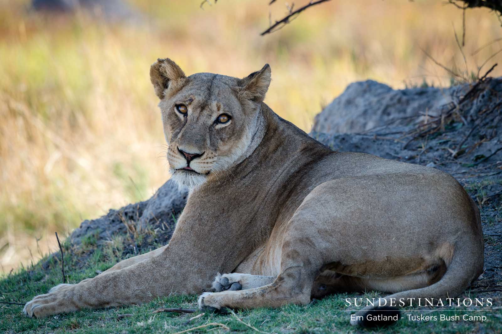 Relaxing Lioness Relaxing Lioness