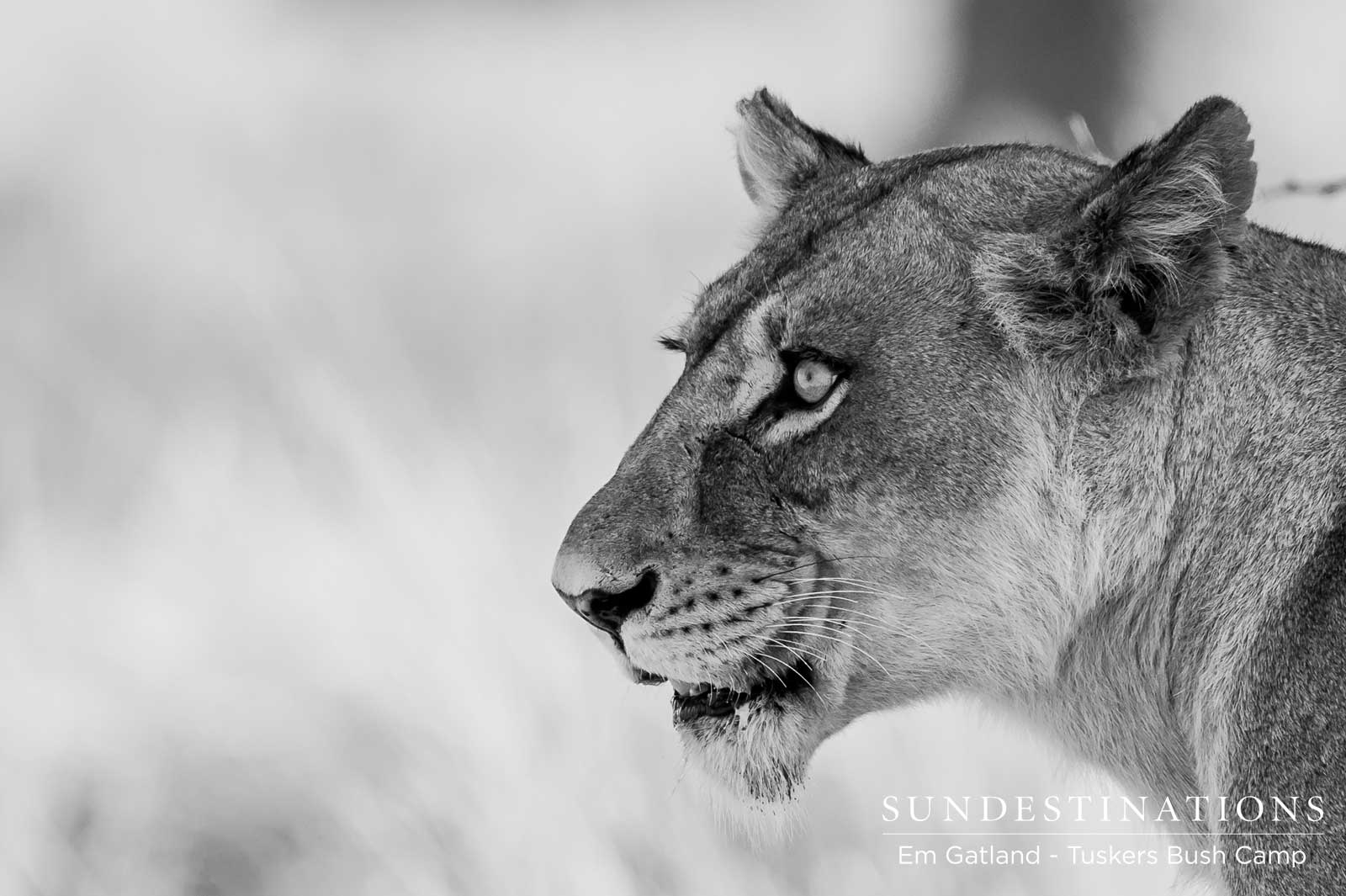 Lioness Portrait Lioness Portrait