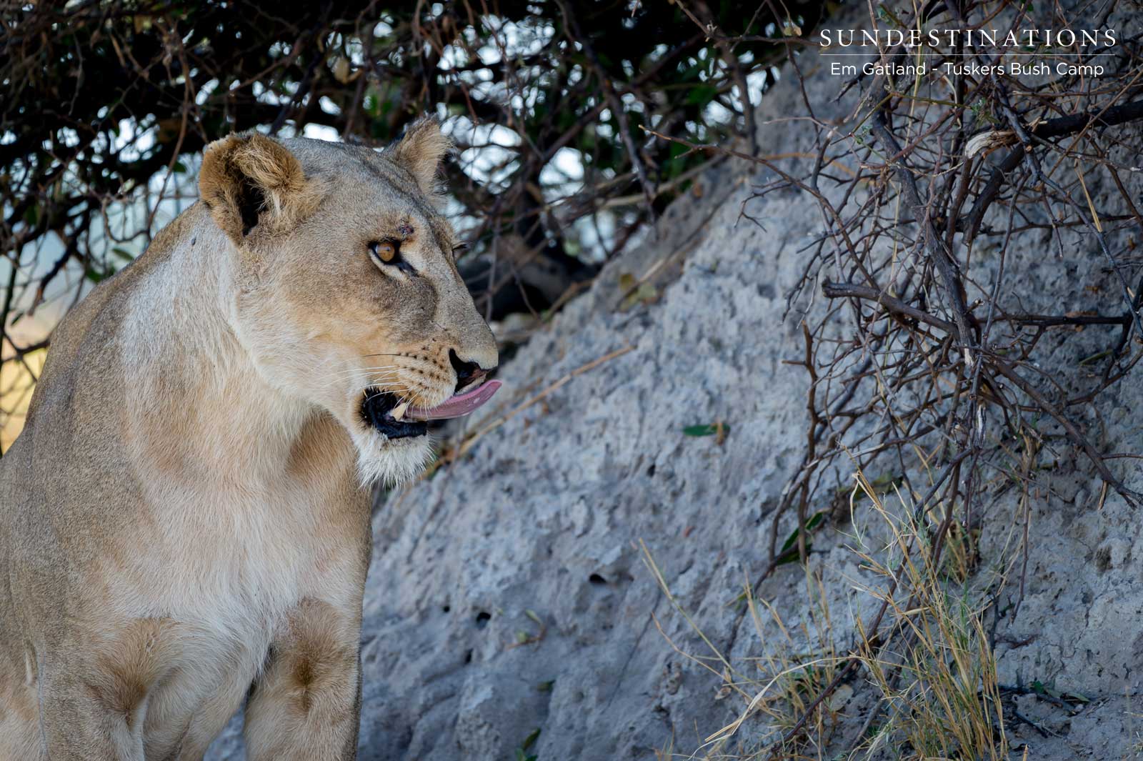 Moremi Lioness Moremi Lioness