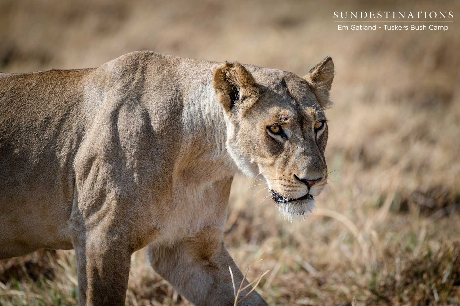Lioness in Moremi Game Reserve Lioness in Moremi Game Reserve