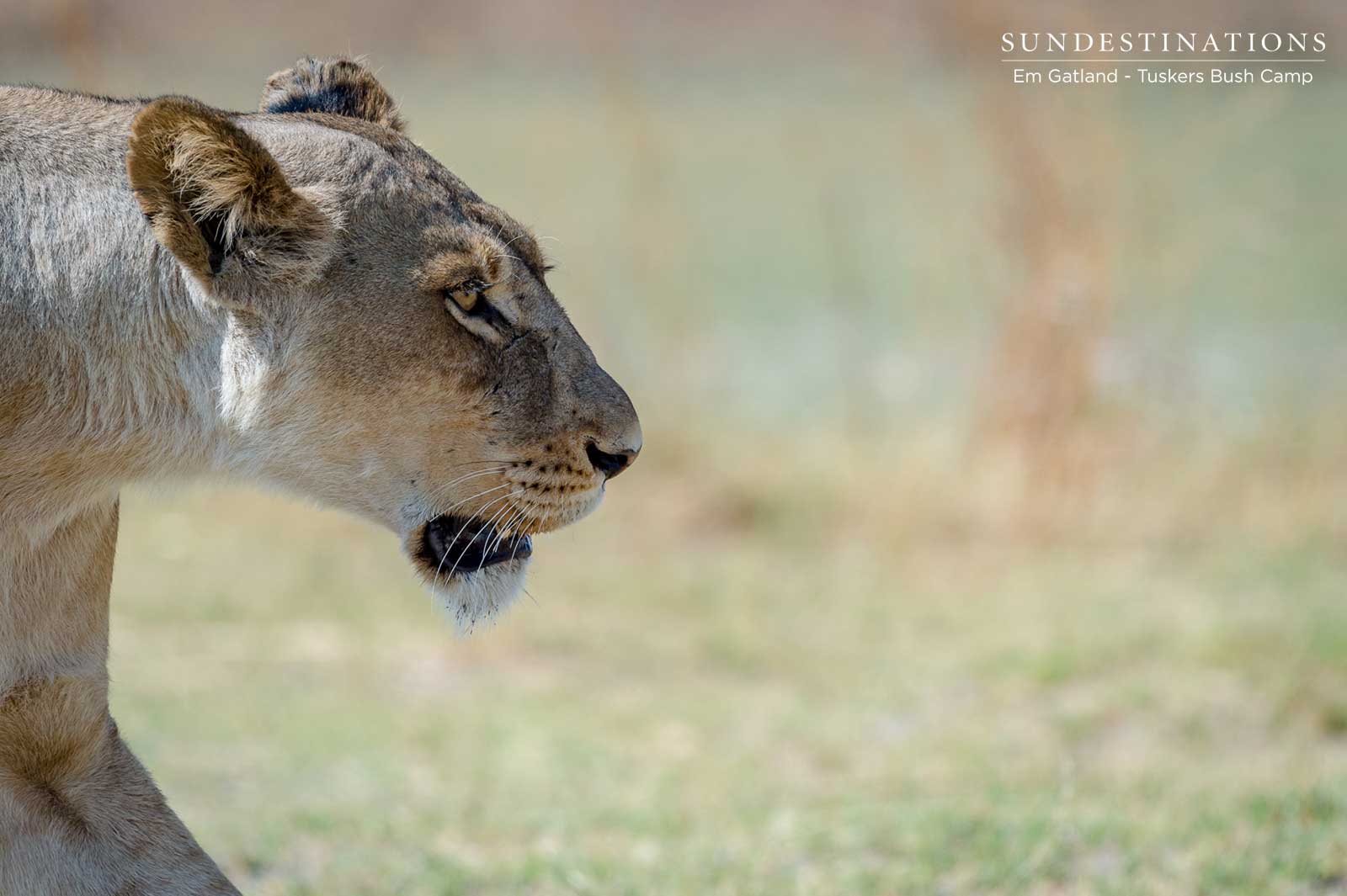 Lion Prides Moremi Lion Prides Moremi