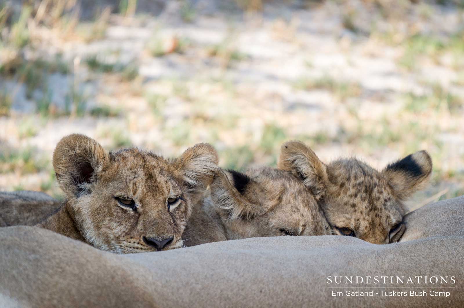 Lioness Cubs in Moremi Lioness Cubs in Moremi