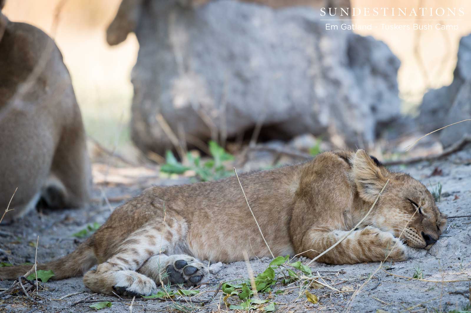 Lioness Cub Moremi Lioness Cub Moremi