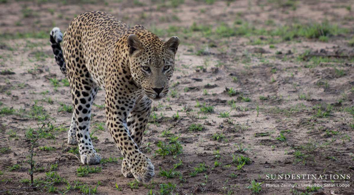 Umkumbe Mxabene Umkumbe Mxabene