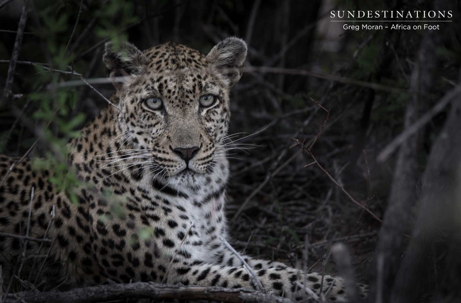 White Rock Leopardess White Rock Leopardess