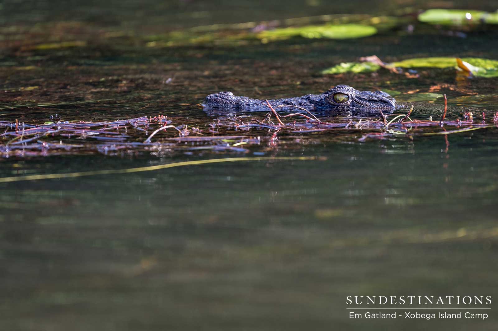 Corcodile at Xobega Corcodile at Xobega