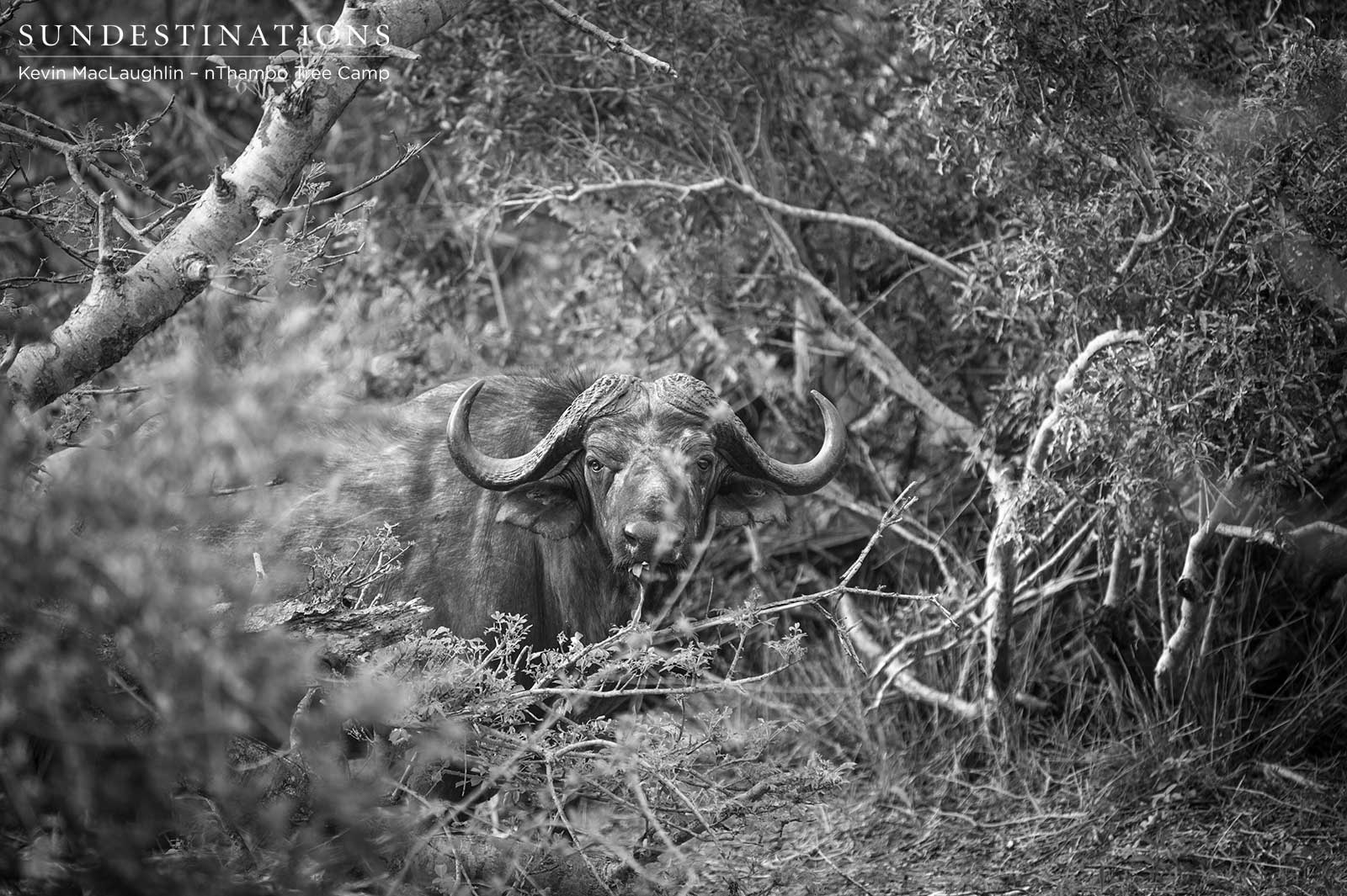 nThambo Buffalo nThambo Buffalo