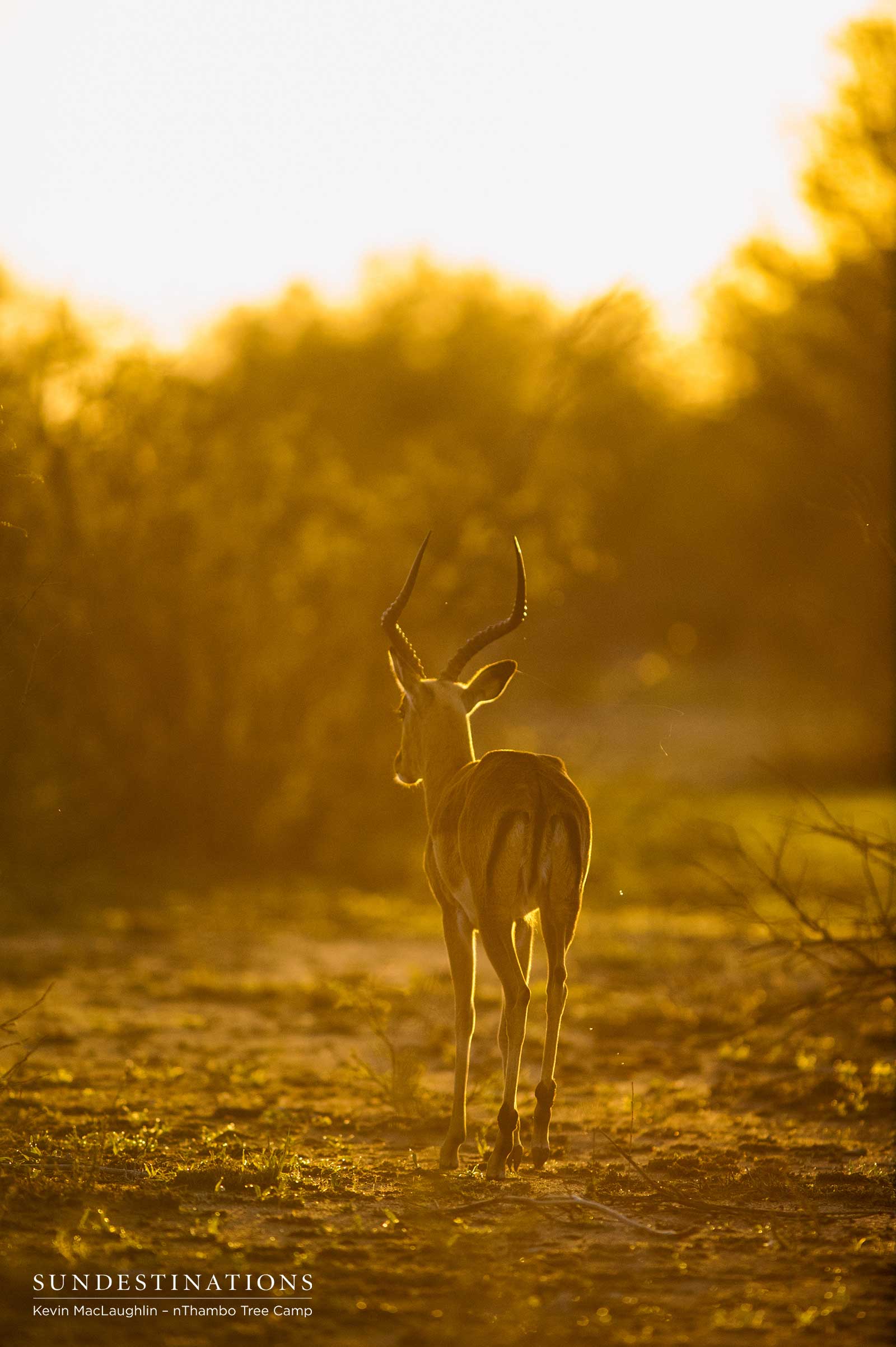 nThambo Impala Klaserie nThambo Impala Klaserie