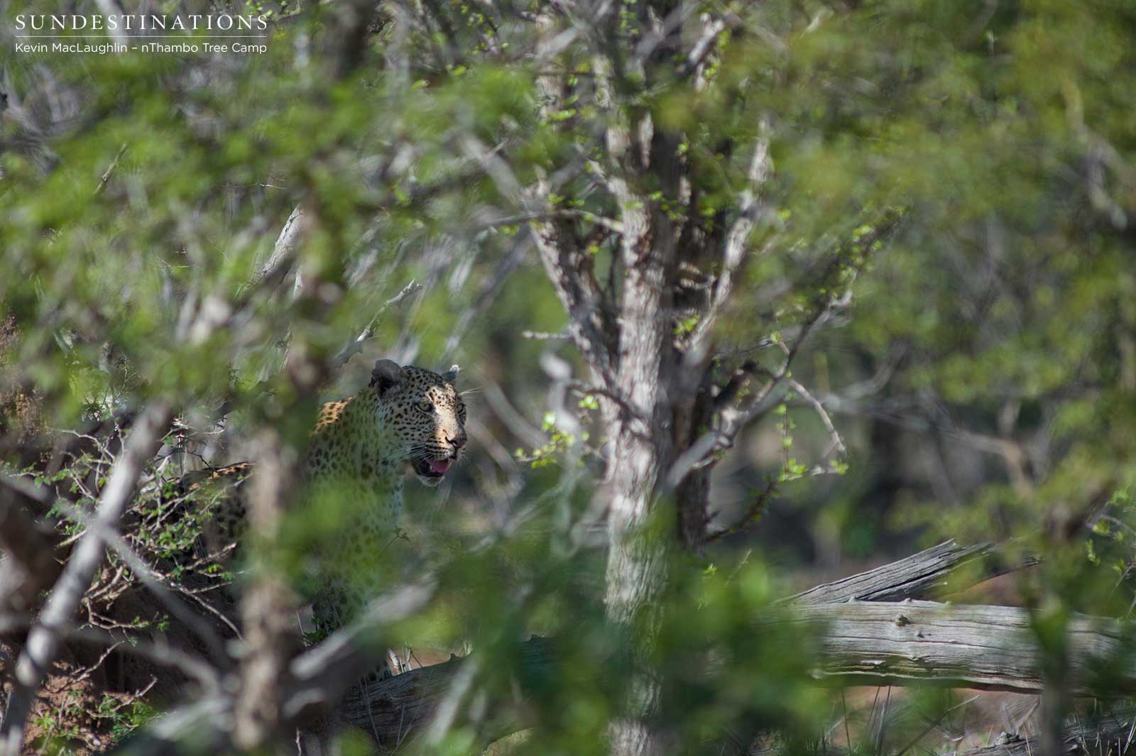 White Rock nThambo White Rock nThambo