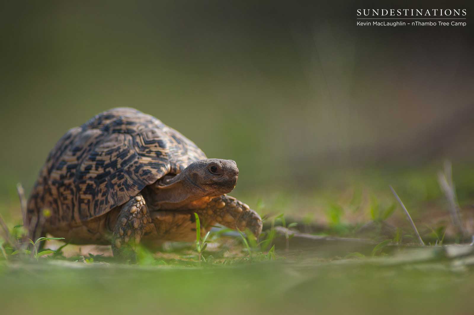 Tortoise nThambo Tree Camp Tortoise nThambo Tree Camp