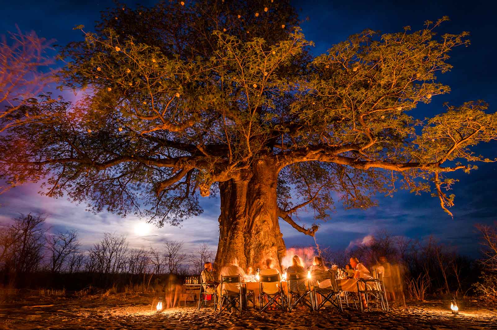 Special baobab bush dinner under a flowering baobab tree in the Kwatale Conservancy Special baobab bush dinner under a flowering baobab tree in the Kwatale Conservancy