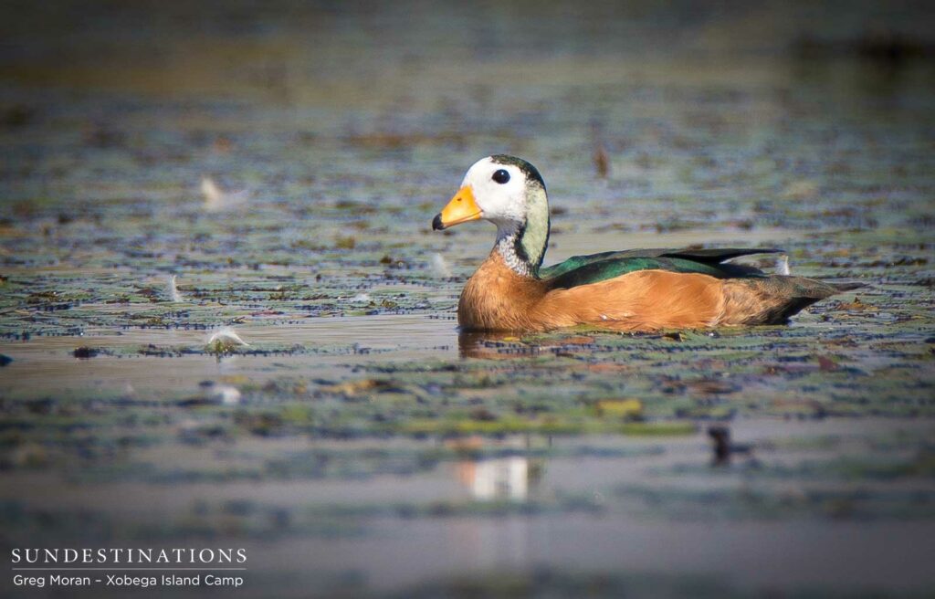Pygmy geese are usually photographed in flight as they take off in a flash, so this is a rare and beautiful capture Pygmy geese are usually photographed in flight as they take off in a flash, so this is a rare and beautiful capture