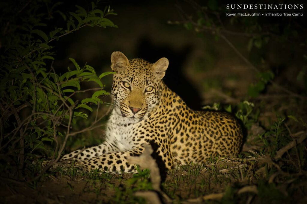 An as yet unidentified young male leopard casually relaxes in the spotlight An as yet unidentified young male leopard casually relaxes in the spotlight
