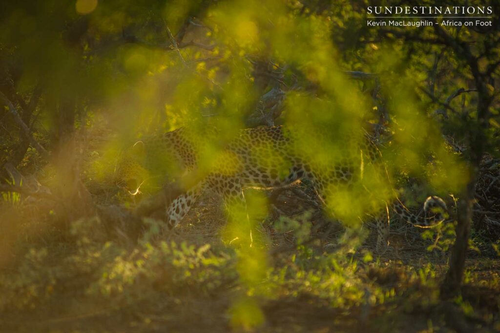 Glimpsing Africa's most elegant cat as she stalks through the sun-drenched veld Glimpsing Africa's most elegant cat as she stalks through the sun-drenched veld