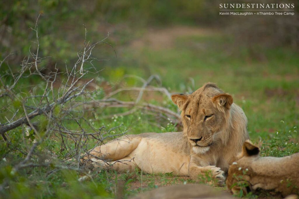 Hercules Pride on a buffalo kill Hercules Pride on a buffalo kill