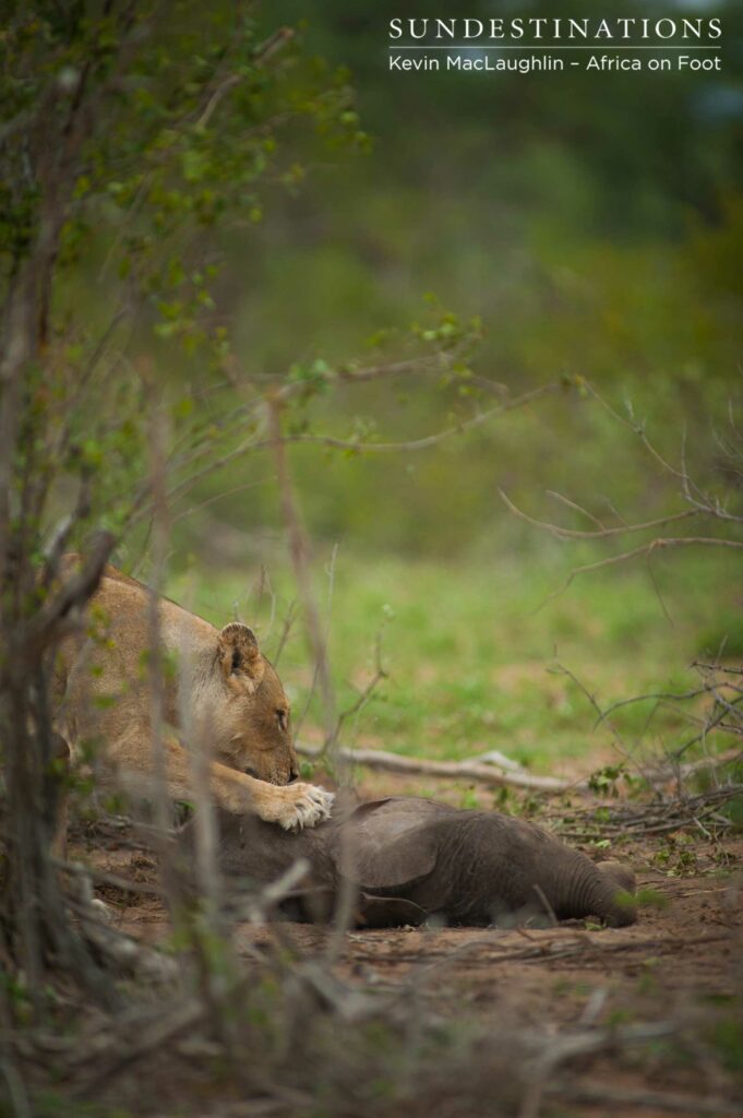A Breakaway lioness positions herself to drag her easily won meal into the shadows A Breakaway lioness positions herself to drag her easily won meal into the shadows