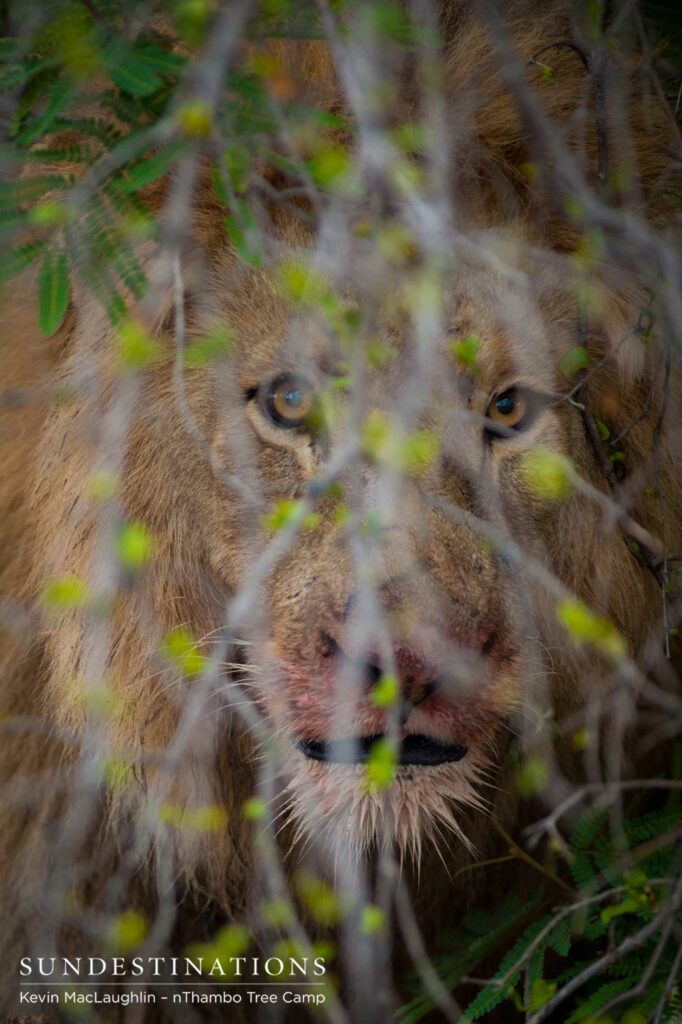 The newly dominant Mapoza male emanates ferocity The newly dominant Mapoza male emanates ferocity