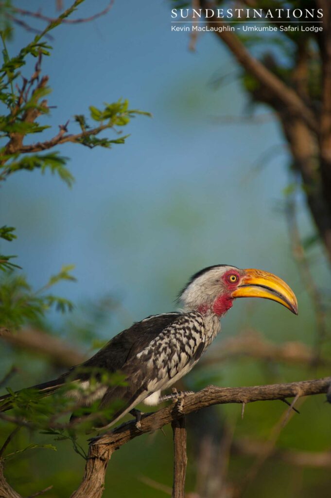 A blushing yellow-billed hornbill adds a perfect pop of colour to the bush A blushing yellow-billed hornbill adds a perfect pop of colour to the bush