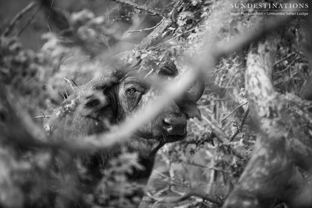 On the receiving end of a dagha-boy death stare... On the receiving end of a dagha-boy death stare...