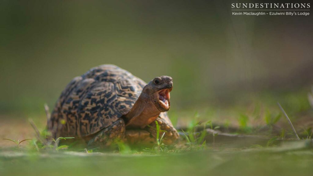 A yawning leopard tortoise A yawning leopard tortoise