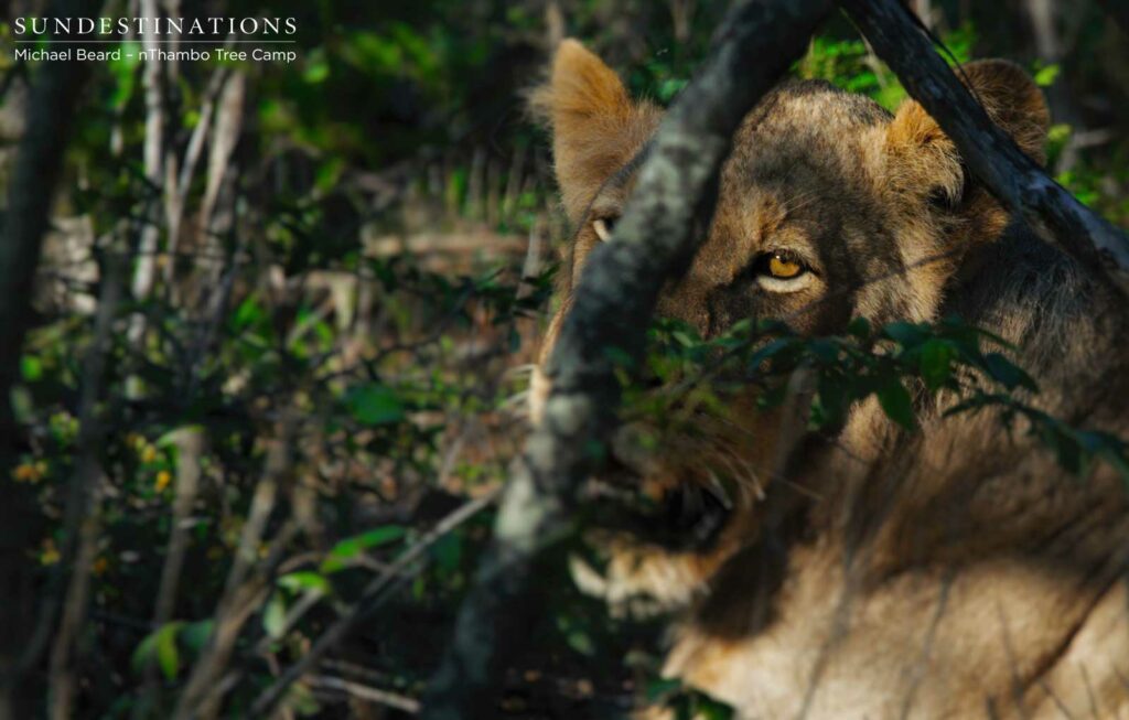 Hercules Pride on a buffalo kill Hercules Pride on a buffalo kill
