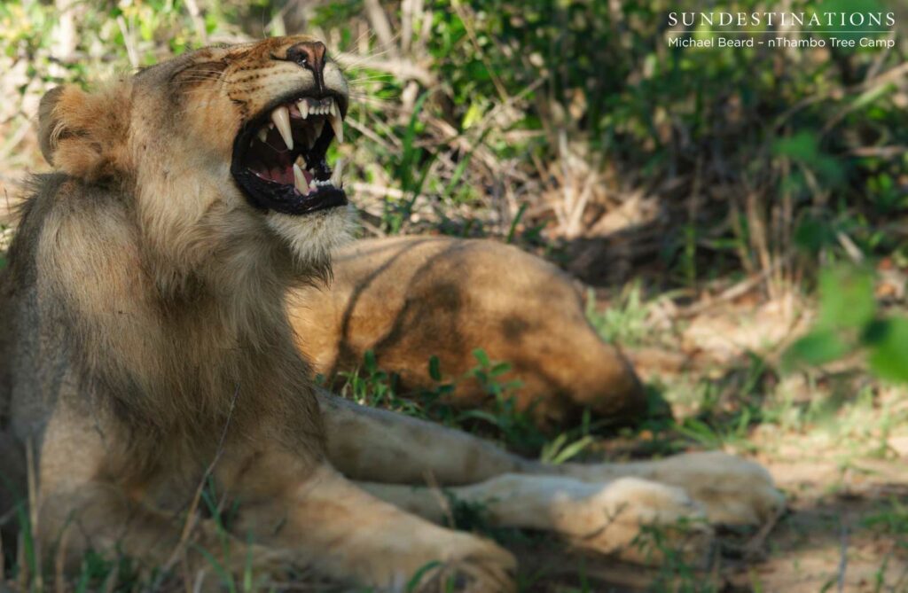 Hercules Pride on a buffalo kill Hercules Pride on a buffalo kill