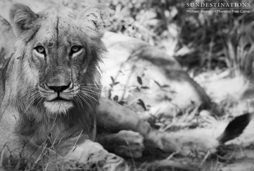 Hercules Pride on a buffalo kill Hercules Pride on a buffalo kill
