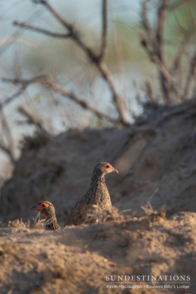A pair of Swainson's spurfowl emerge cautiously in the morning A pair of Swainson's spurfowl emerge cautiously in the morning