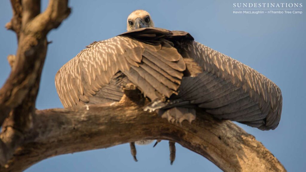 A white-backed vulture doesn't take its eyes off us even when we stand directly below it. Too hot to move. A white-backed vulture doesn't take its eyes off us even when we stand directly below it. Too hot to move.