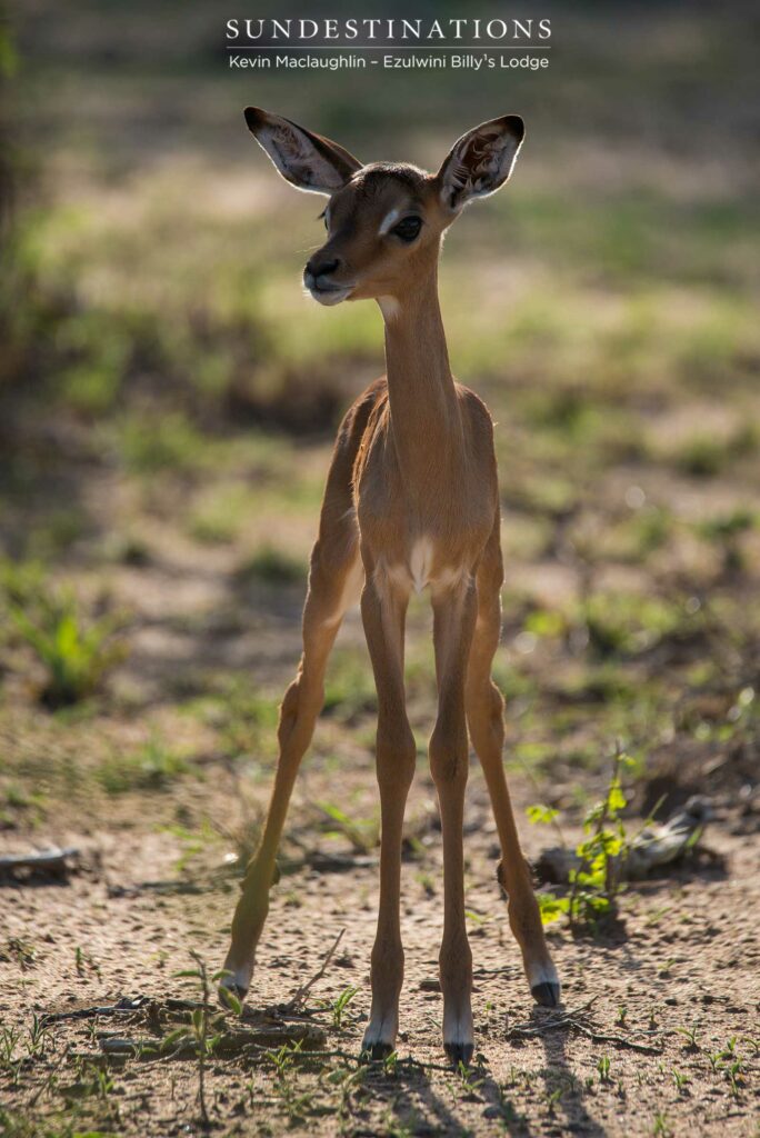 The Kruger's cutest creatures are being spotted all over the place; the impala lambs teetering atop gangly legs The Kruger's cutest creatures are being spotted all over the place; the impala lambs teetering atop gangly legs