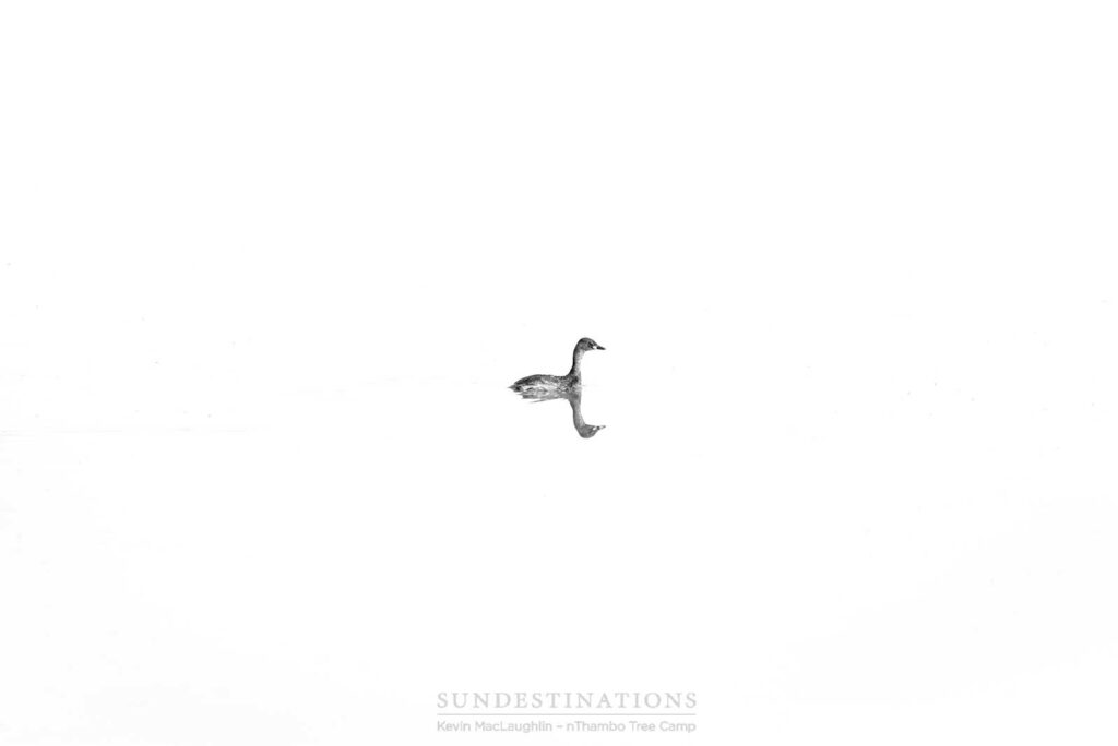 A little grebe, formerly known as a dabchick, floats, seemingly standed on a great open stretch of water in the Klaserie A little grebe, formerly known as a dabchick, floats, seemingly standed on a great open stretch of water in the Klaserie