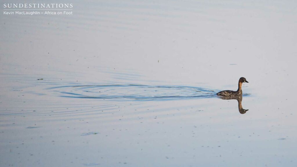 A little grebe propels itself through open water A little grebe propels itself through open water
