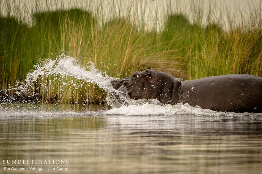 The Okavango Delta waterways are ruled by these ferocious river warriors The Okavango Delta waterways are ruled by these ferocious river warriors