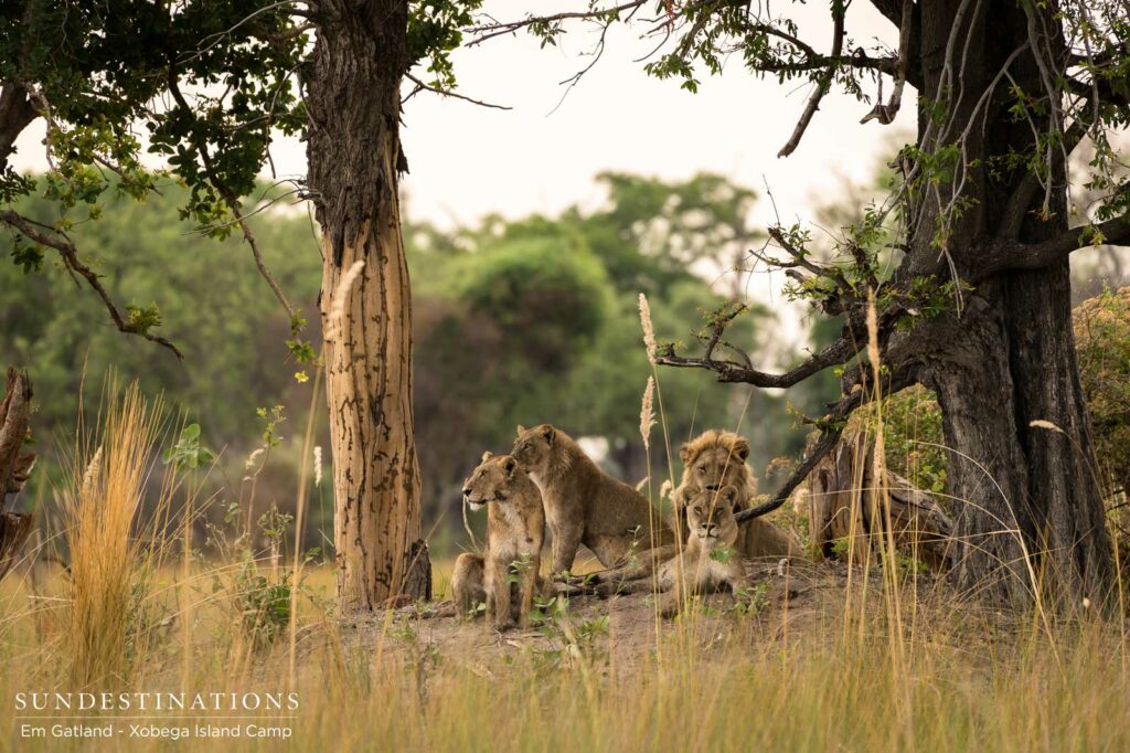 A pride of lions looks alert as they make the most of their vantage point on a termite mound A pride of lions looks alert as they make the most of their vantage point on a termite mound