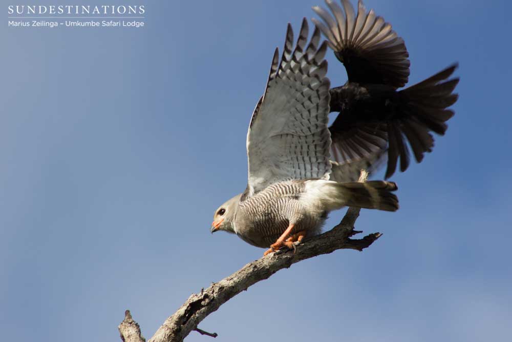 A gabar goshawk takes off as a fork-tailed drongo connects with his target A gabar goshawk takes off as a fork-tailed drongo connects with his target