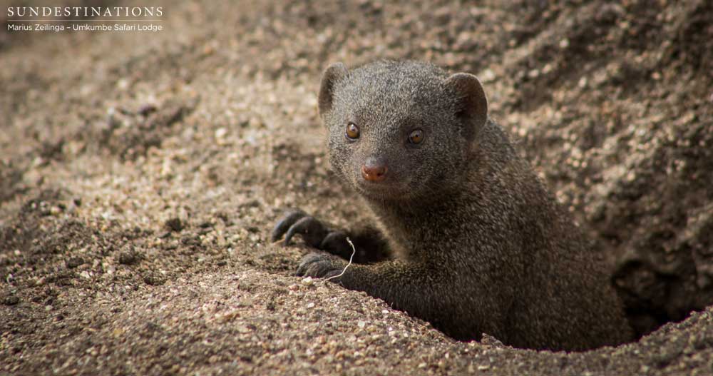 The Lowveld's smallest carnivore pauses for vigilance before dashing across the open area The Lowveld's smallest carnivore pauses for vigilance before dashing across the open area