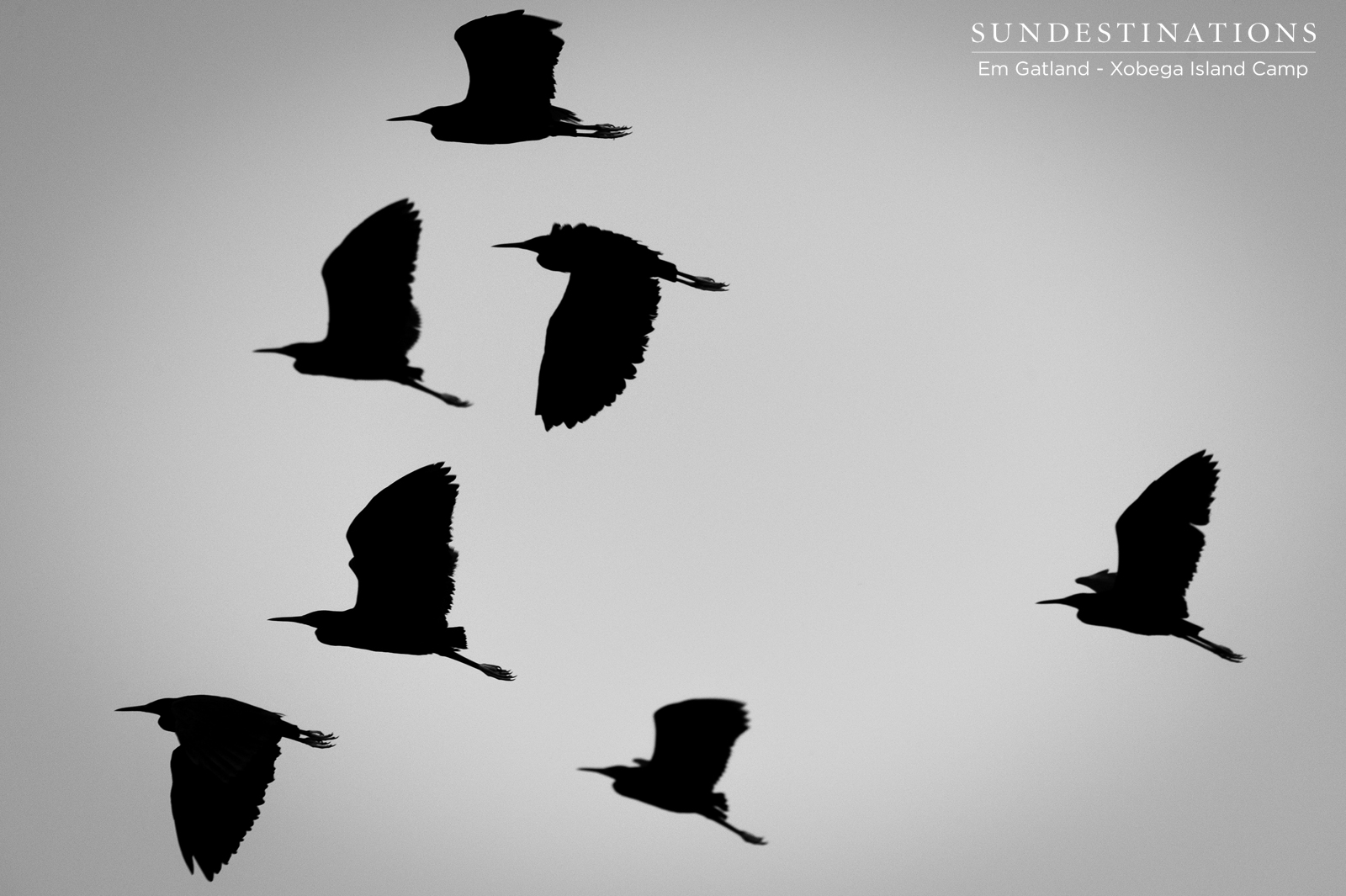 Xobega Birds in the Okavango Delta Xobega Birds in the Okavango Delta