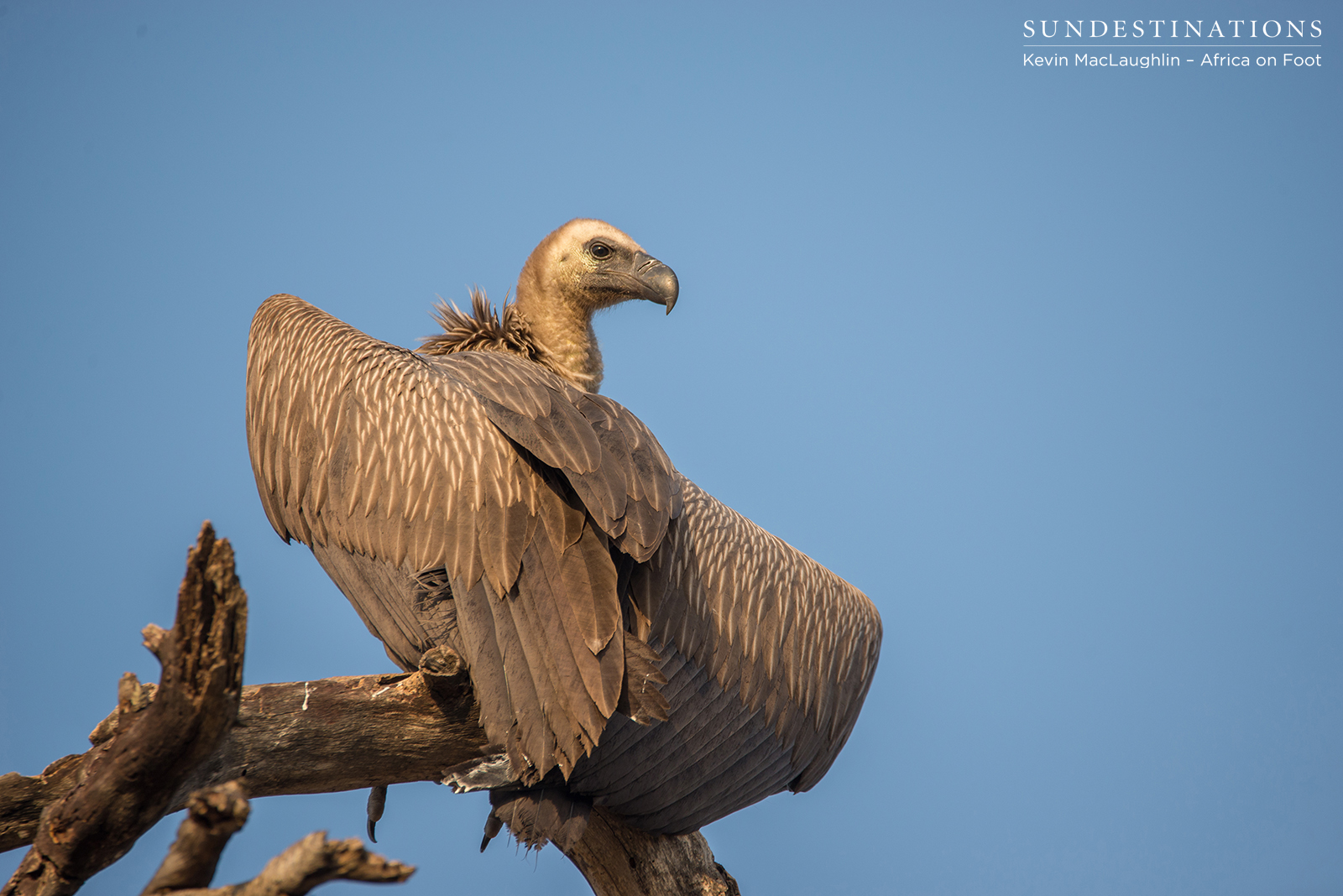 White-backed Vulture Africa on Foot White-backed Vulture Africa on Foot
