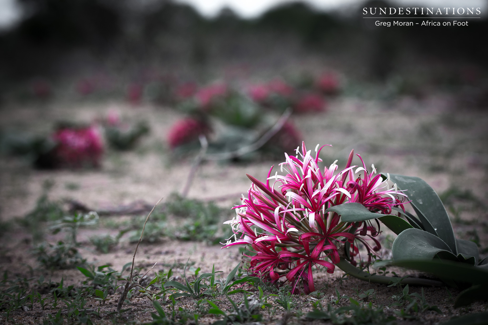 Impala Lily Klaserie Impala Lily Klaserie