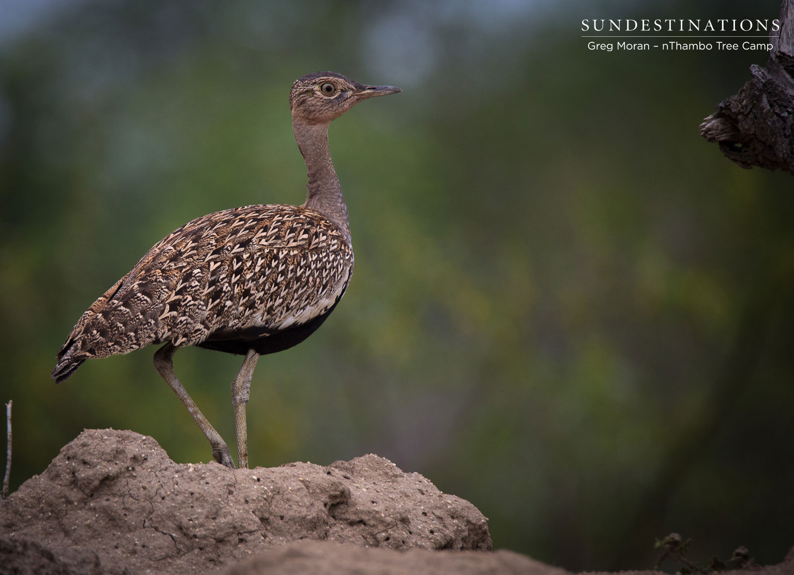 Kori Bustard nThambo Kori Bustard nThambo