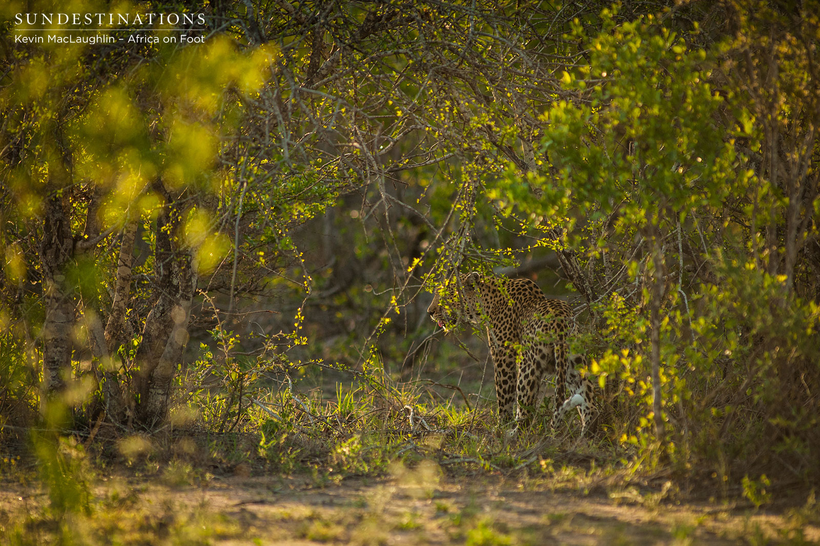 Leopard Africa on Foot Leopard Africa on Foot