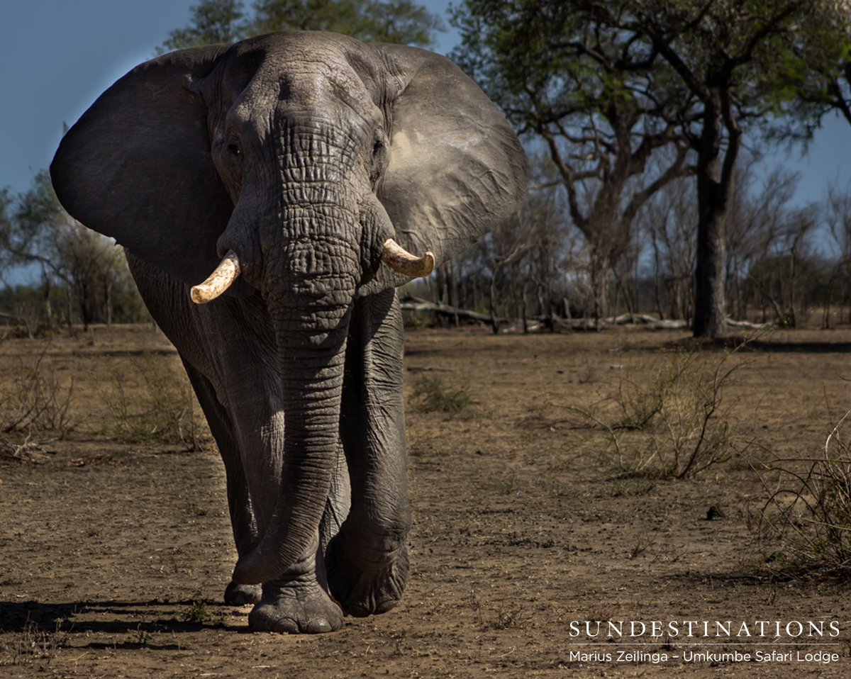 Elephants in Sabi Sand Elephants in Sabi Sand
