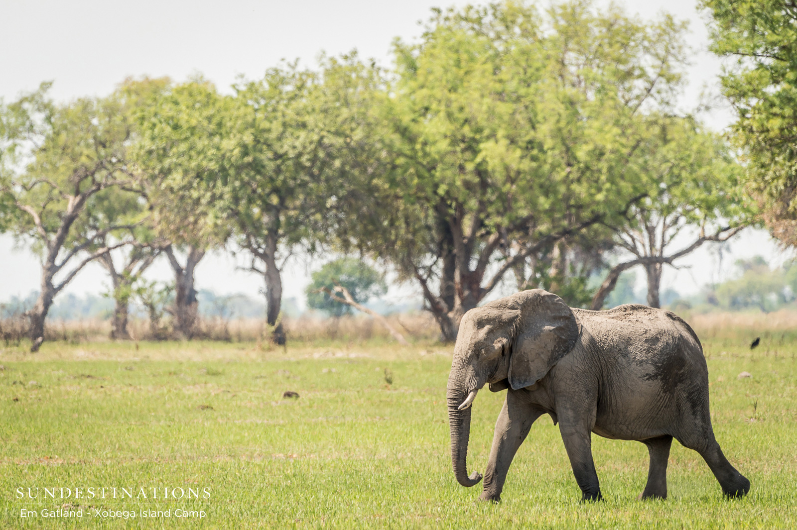 Elephant at Xobega Island Camp Elephant at Xobega Island Camp