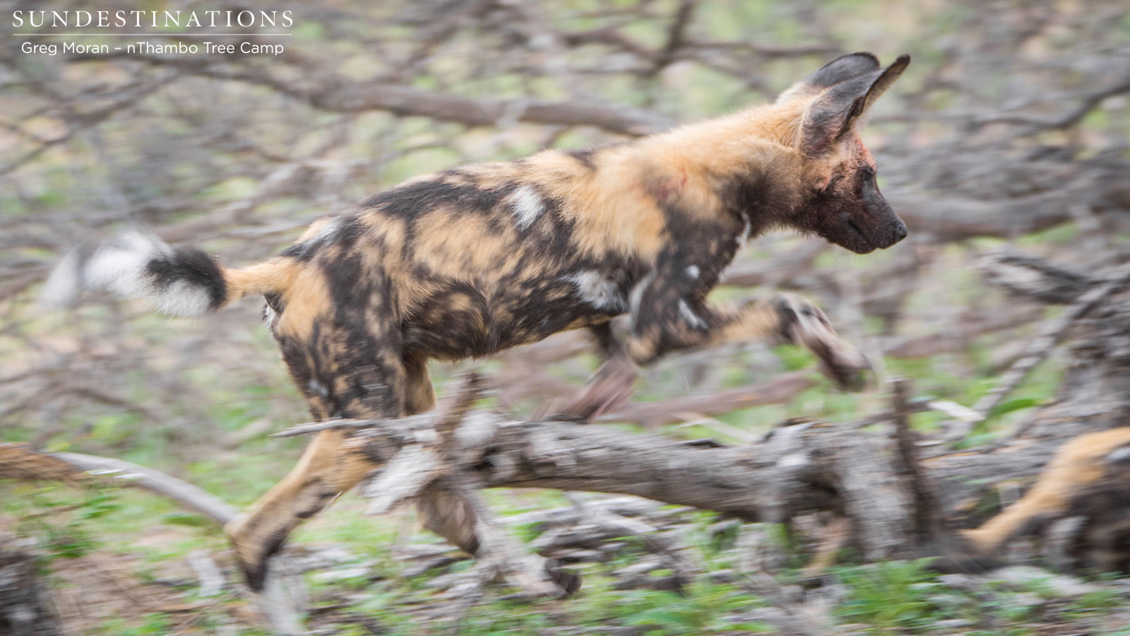 Wild Dog nThambo Wild Dog nThambo