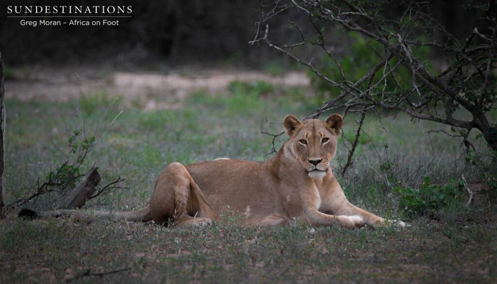 4 New lions turn up in the Klaserie 4 New lions turn up in the Klaserie