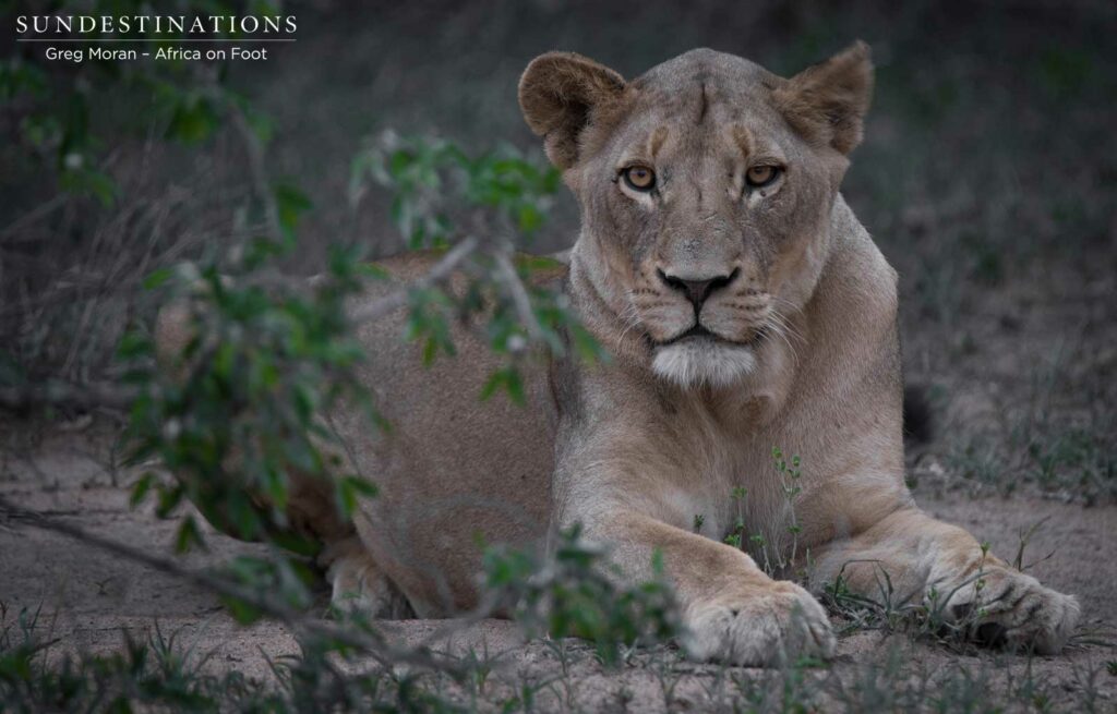 4 New lions turn up in the Klaserie 4 New lions turn up in the Klaserie